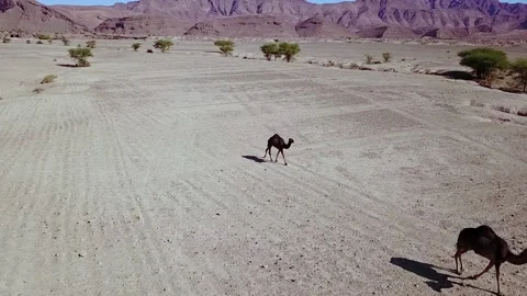 Camel in the desert Stock Footage 134461444