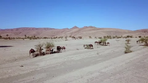 Camel in the desert Stock Footage 134461601