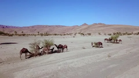 Camel in the desert Stock Footage 134461706
