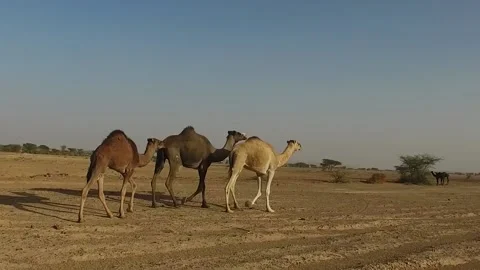 Camel in the desert Stock Footage 134461750
