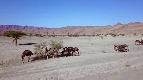 Camel in the desert Stock Footage 134461791