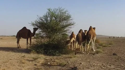 Camel in the desert Stock Footage 134461991