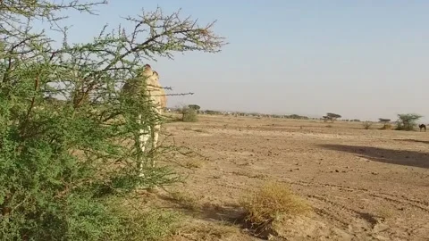 Camel in the desert Stock Footage 134462004