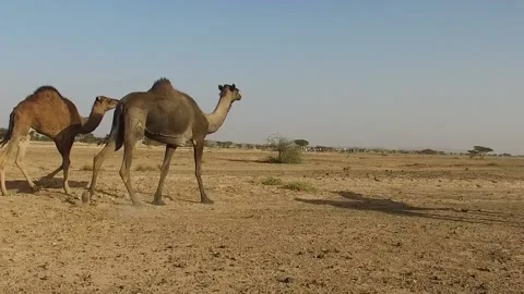 Camel in the desert Stock Footage 134462074