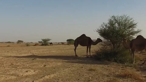 Camel in the desert Stock Footage 134462086