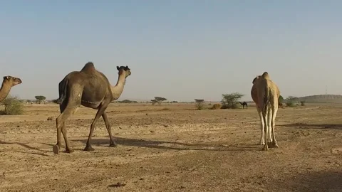 Camel in the desert Stock Footage 134462251