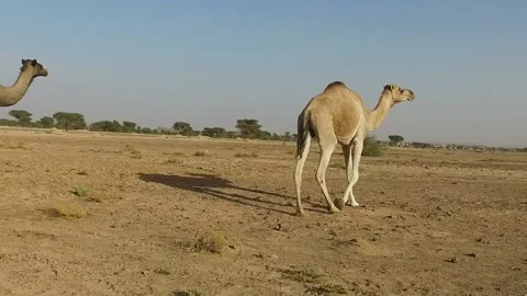 Camel in the desert Video stock 134462371