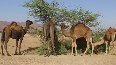 Camel in the desert Stock Footage 134462375