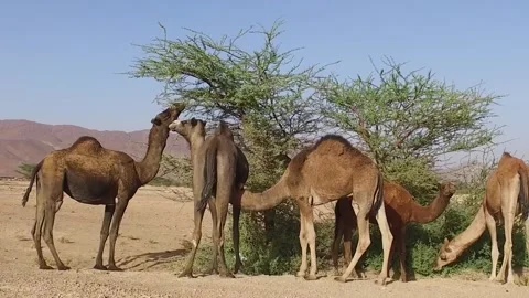 Camel in the desert Video stock 134462391