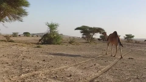 Camel in the desert Stock Footage 134462394