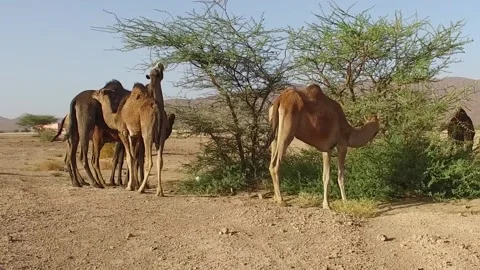 Camel in the desert Stock Footage 134462513