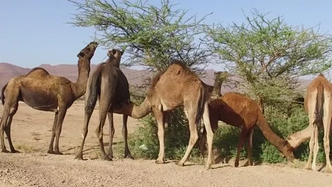 Camel in the desert Stock Footage 134462566