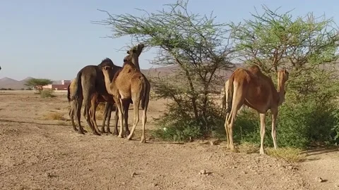 Camel in the desert Stock Footage 134462617