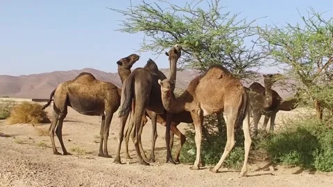 Camel in the desert Stock Footage 134462635