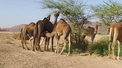 Camel in the desert Stock Footage 134462637