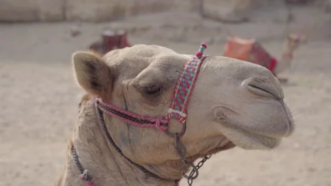 Camel in Desert Vídeos de archivo 171762496