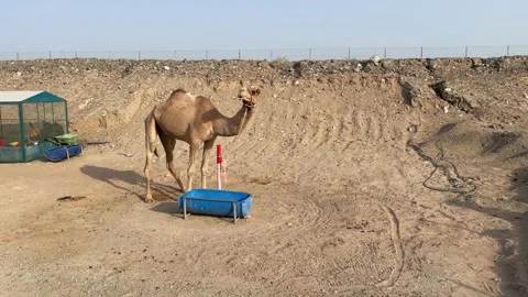 Camel in desert  Stock Footage 233855410