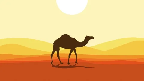 Camel in desert Stock Footage 256469253