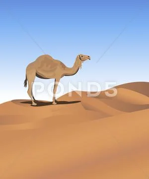 Camel in the Desert Stock Illustration