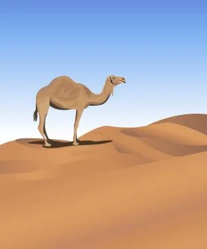 Camel in the Desert Stock Illustration
