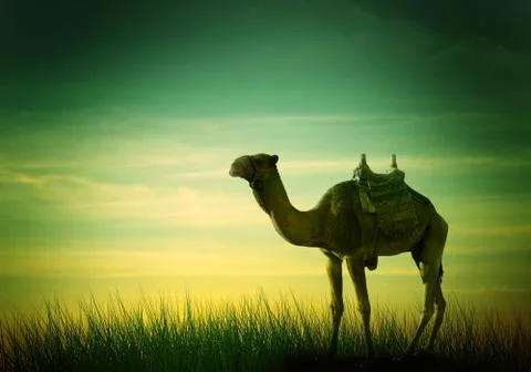 Camel in desert Stock Illustration