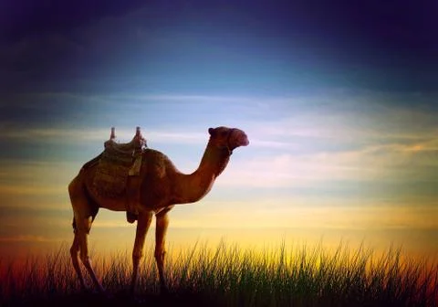Camel in desert Stock Illustration