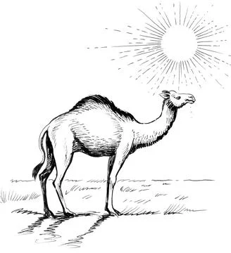 Camel in the desert Stock Illustration