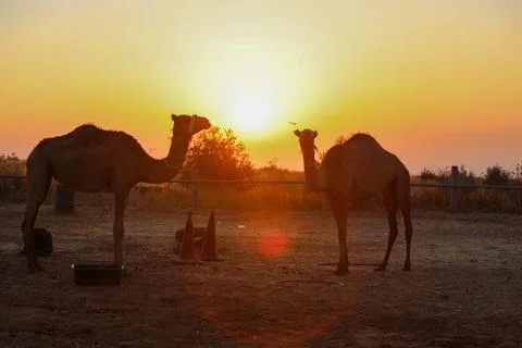 Camel in the desert looks away High quality Stock Photos