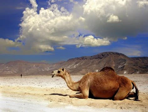 Camel on a desert of Oman Stock Photos