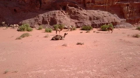 Camel in the desert petra Stock Footage 103210620
