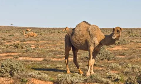 Camel in the desert Stock Photos