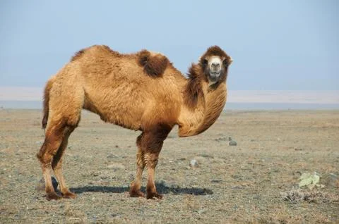 Camel in the desert Stock Photos