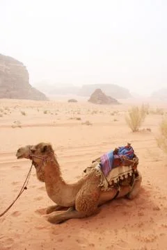 Camel in the desert Stock Photos