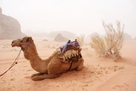 Camel in the desert Stock Photos