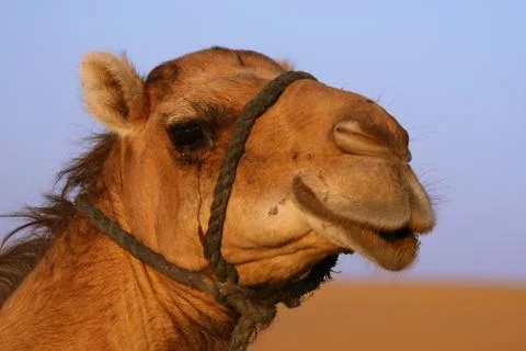 Camel at the desert Stock Photos