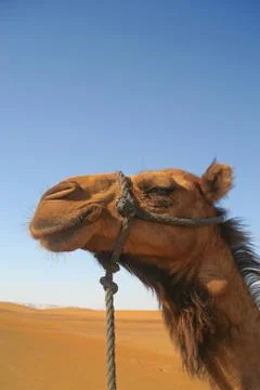 Camel in the desert Stock Photos