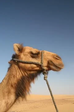 Camel in the desert Stock Photos