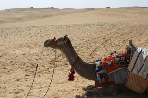Camel in the desert Stock Photos