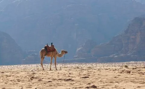 Camel in the desert Stock Photos