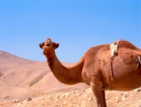 Camel in the desert Stock Photos