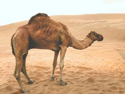 Camel in the desert. Stock Photos