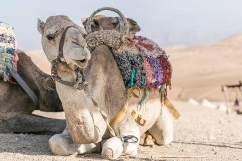 Camel in desert 스톡 사진