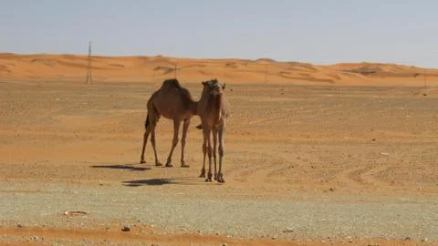 Camel in desert Stock Photos