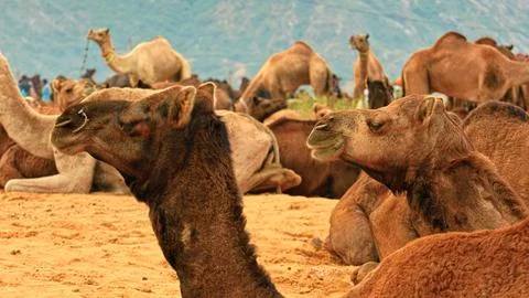 Camel in the desert Foto stock