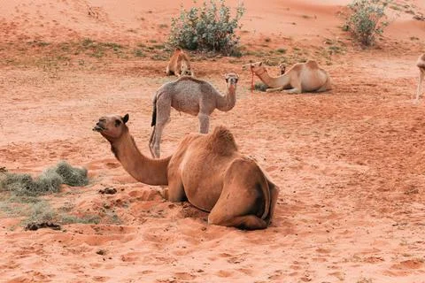  Camel in the Desert, Ras al Khaimah (Ra?s al-Chaima), Vereinigte Arabisch... Stock Photos