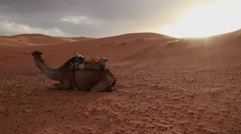 Camel in Desert at Sunset Vidéo 52933988