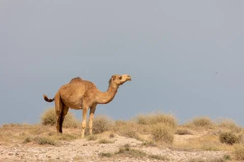 Camel in the desert with vegetation looking up Stock Photos