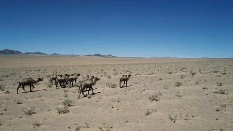 A camel in desert of Western Mongolia Stock Footage 126703581