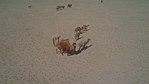 A camel in desert of Western Mongolia 스톡 동영상 131144085