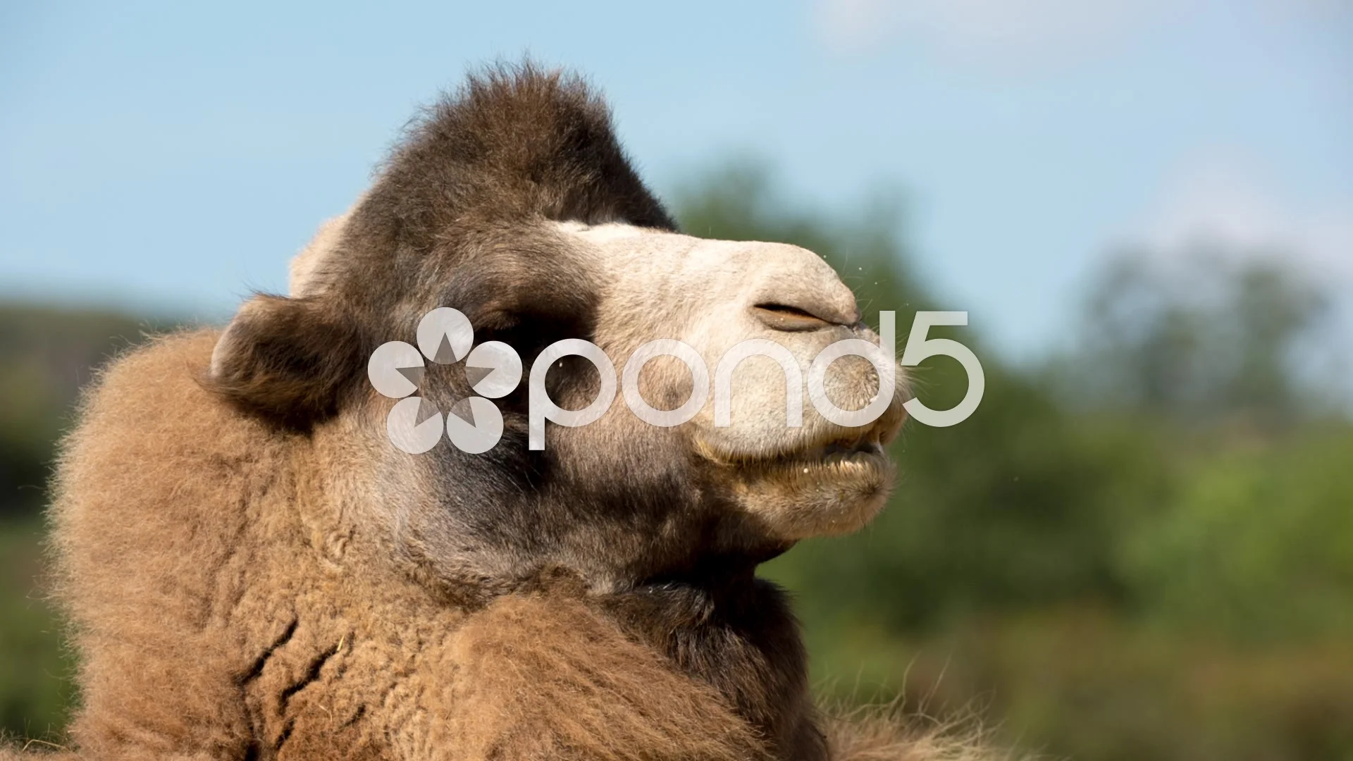 camel desert wild animal mammel nature i... | Stock Video | Pond5
